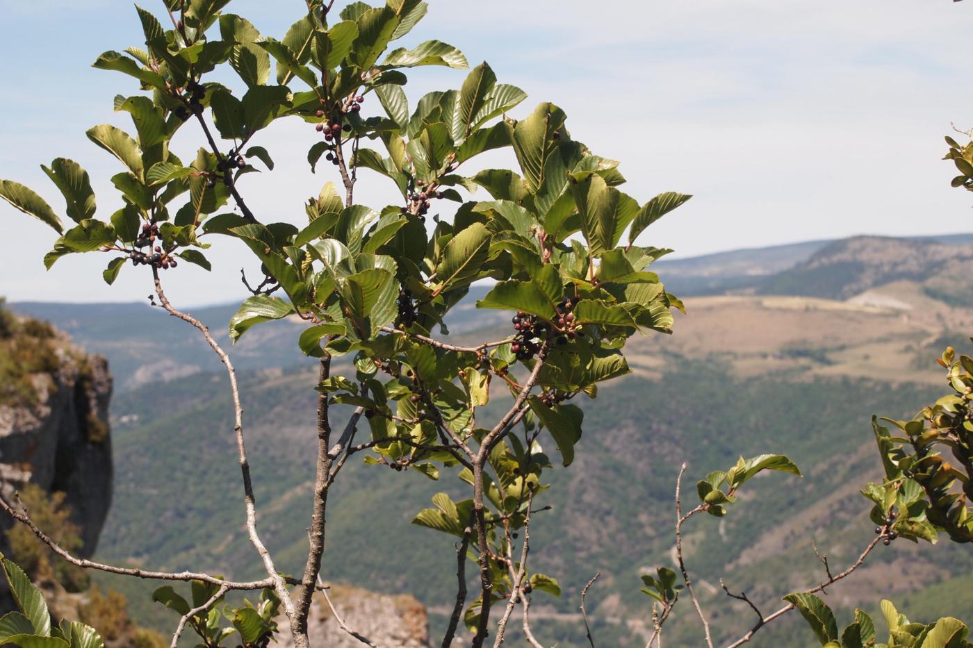 Buckthorn, Alpine plant